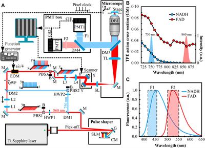 Simultaneous Two-Photon Fluorescence Microscopy of NADH and FAD Using Pixel-to-Pixel Wavelength-Switching